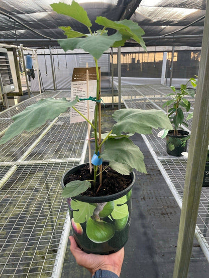 Figue Tree - Plantonio