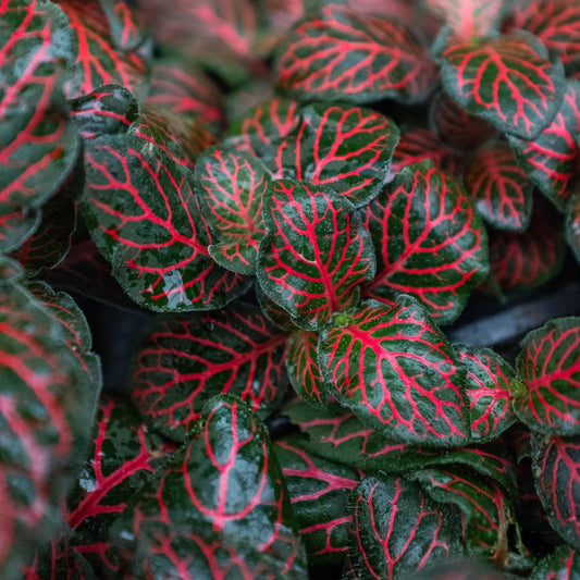 Fittonia 'Red' - Plantonio
