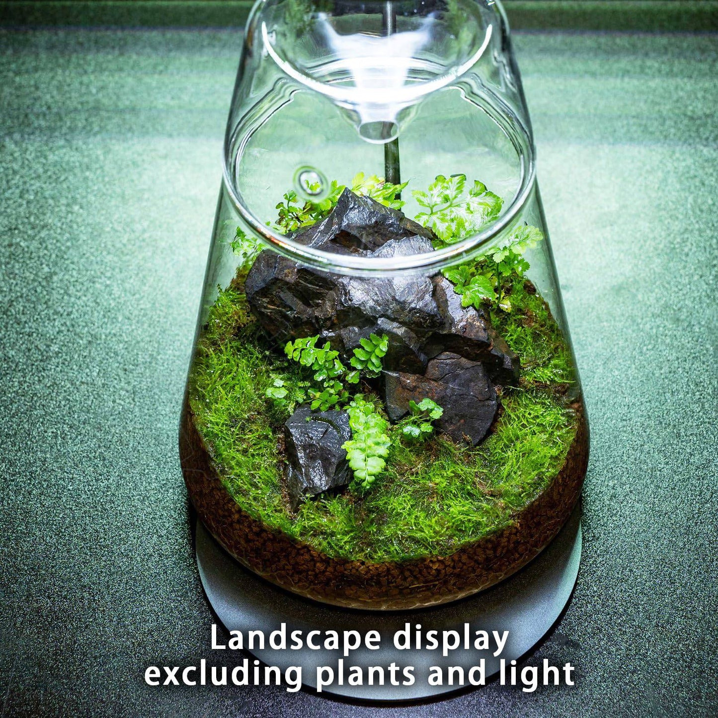 Glass Plant Terrarium with Lid 6.3"X7.9" Inches Succulent Air Planter Fern Moss Micro-Landscape Vase for Home Office Tabletop Decoration Container Indoor Wardian Copyright Patent - Plantonio