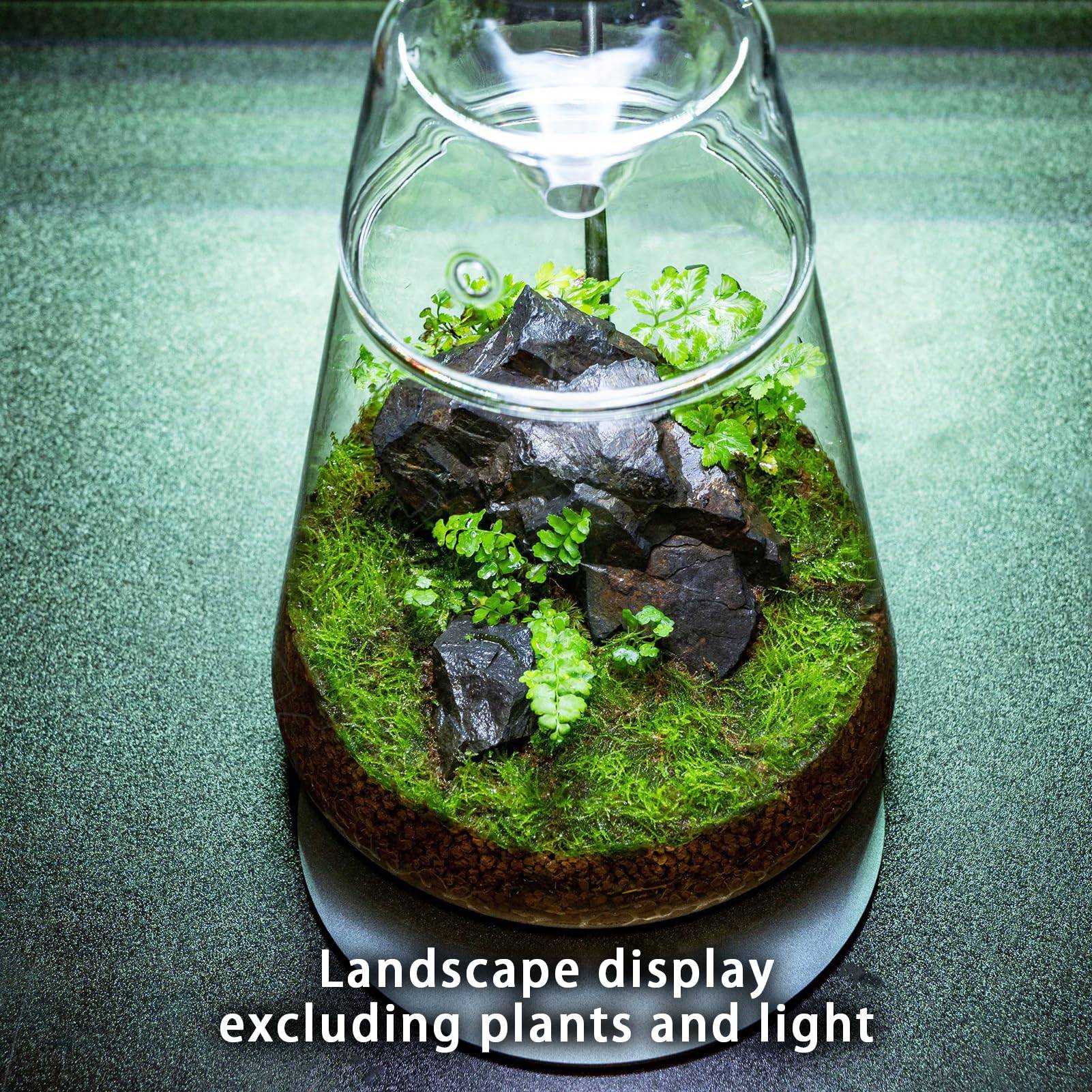 Glass Plant Terrarium with Lid 6.3"X7.9" Inches Succulent Air Planter Fern Moss Micro-Landscape Vase for Home Office Tabletop Decoration Container Indoor Wardian Copyright Patent - Plantonio