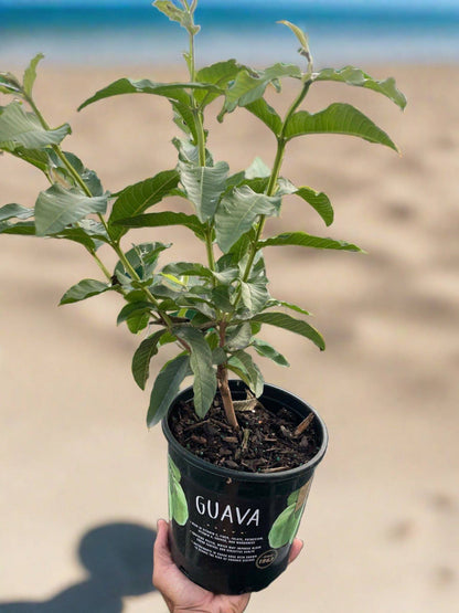 Guava Tree - Plantonio