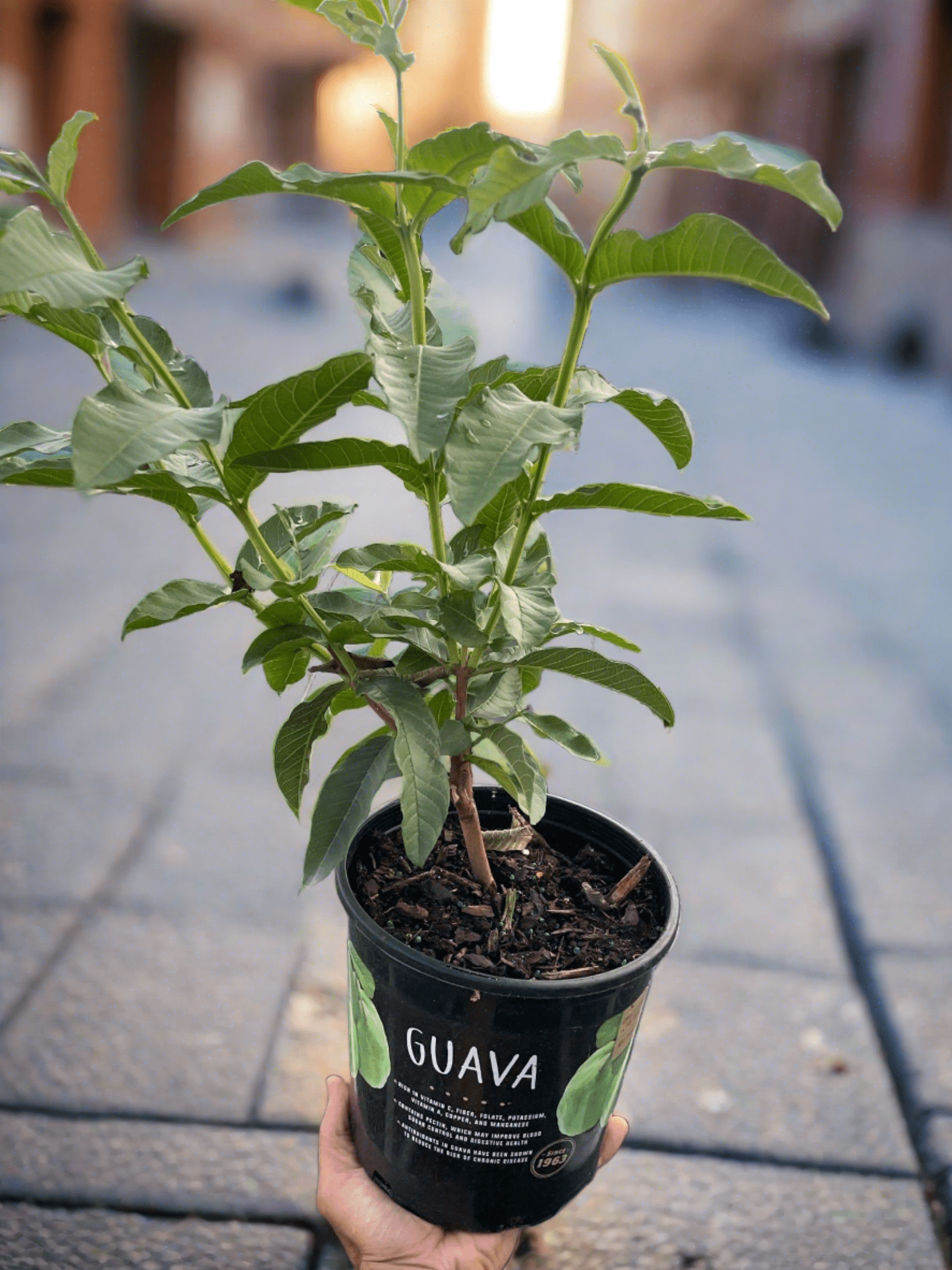 Guava Tree - Plantonio