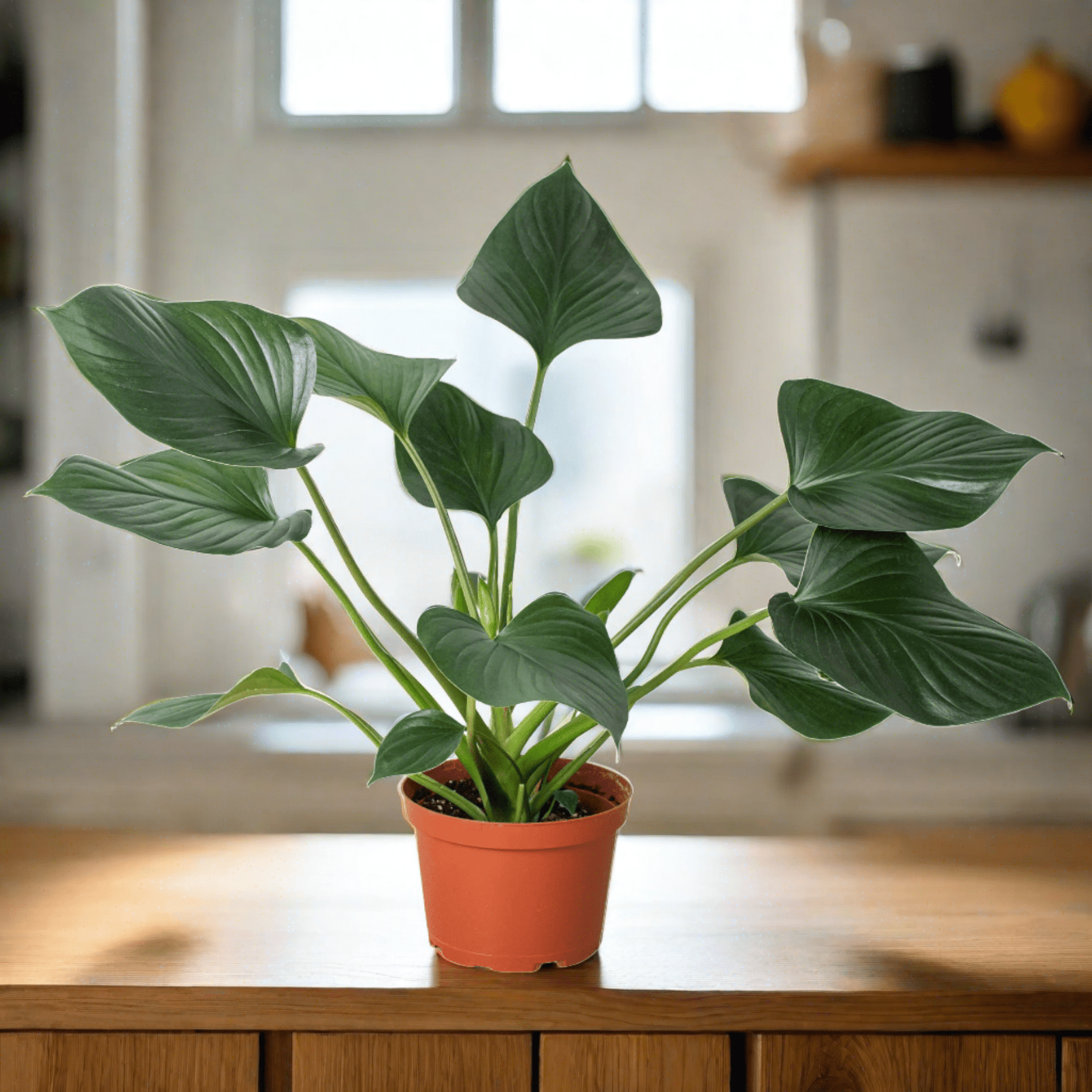 Homalomena 'Emerald Gem' - Plantonio