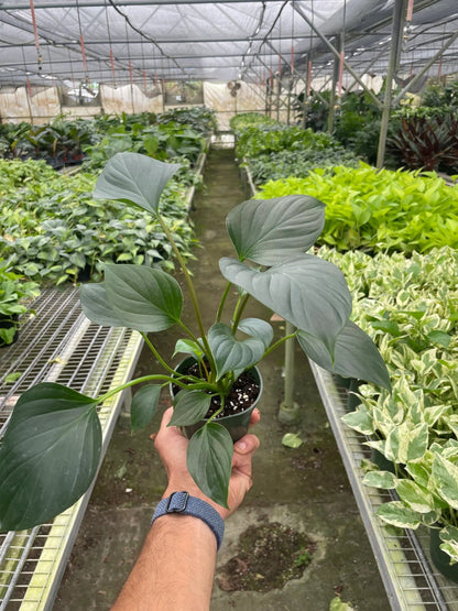 Homalomena 'Emerald Gem' - Plantonio