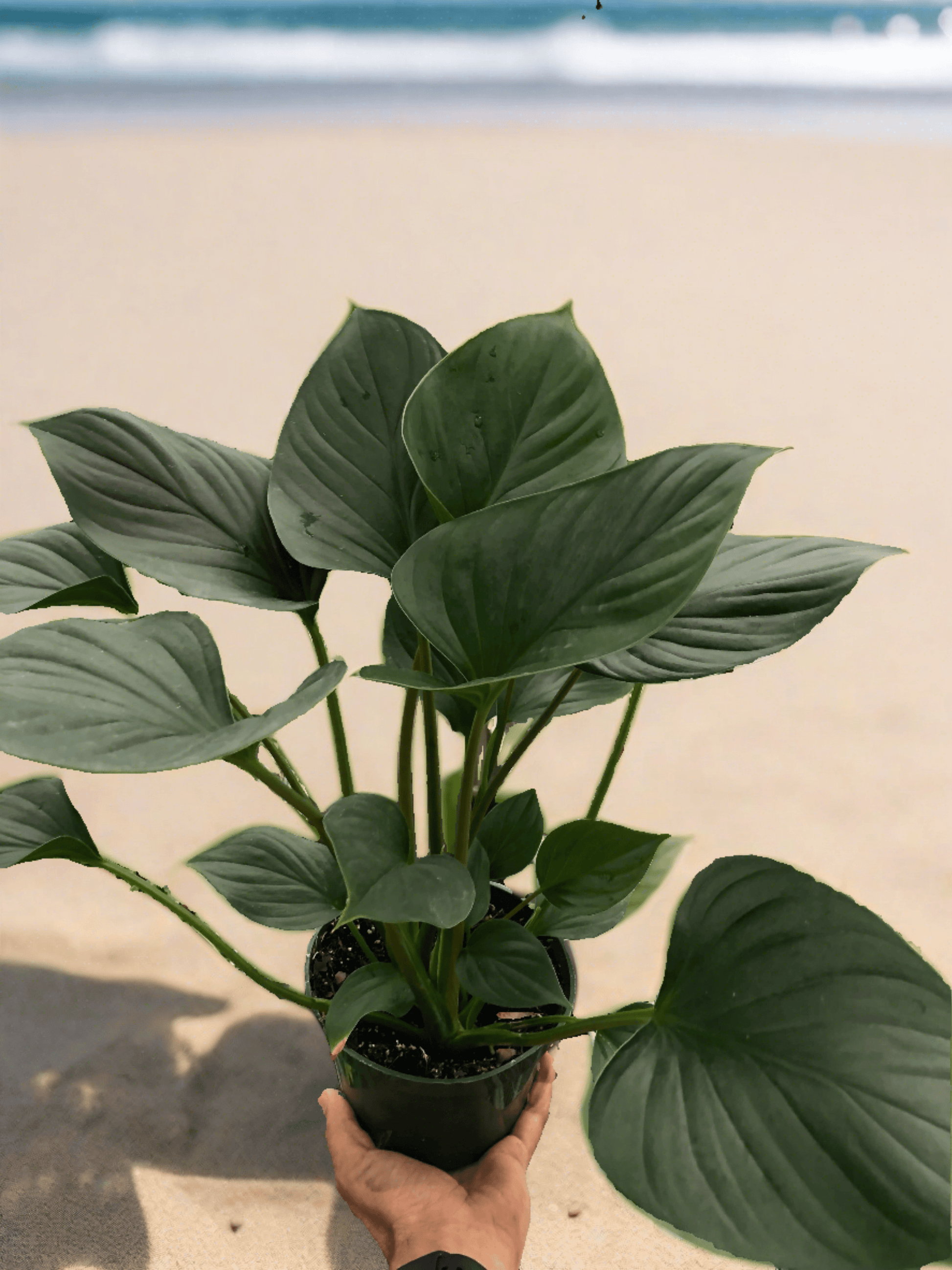 Homalomena 'Emerald Gem' - Plantonio