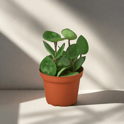 Hoya Carnosa 'Chelsea' - Plantonio