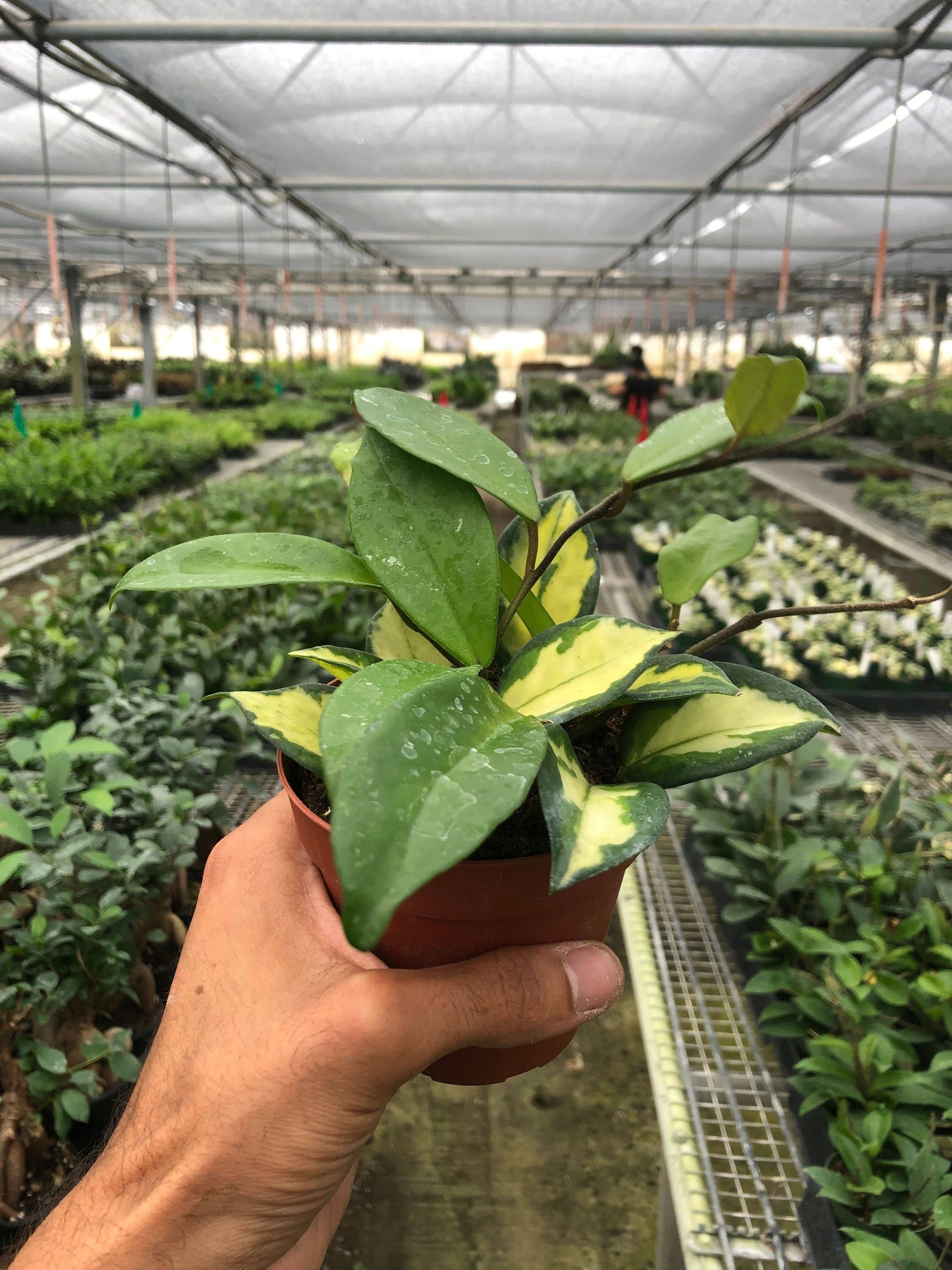 Hoya Carnosa 'Krimson Princess' - Plantonio