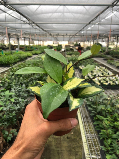 Hoya Carnosa 'Krimson Princess' - Plantonio