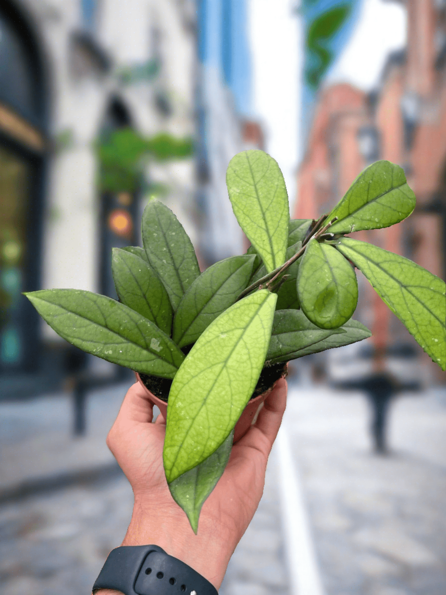 Hoya 'Crassipetiolata' - Plantonio