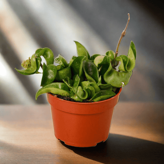 Hoya Rope Plant - Plantonio