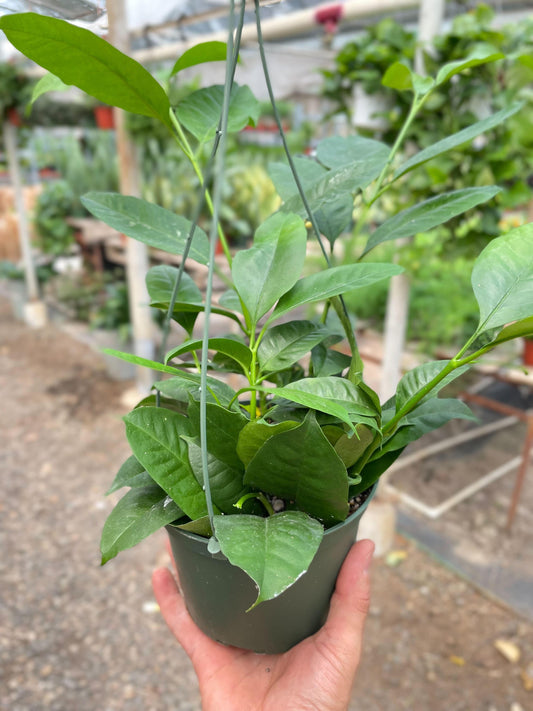 Hoya 'Shooting Star' - Plantonio
