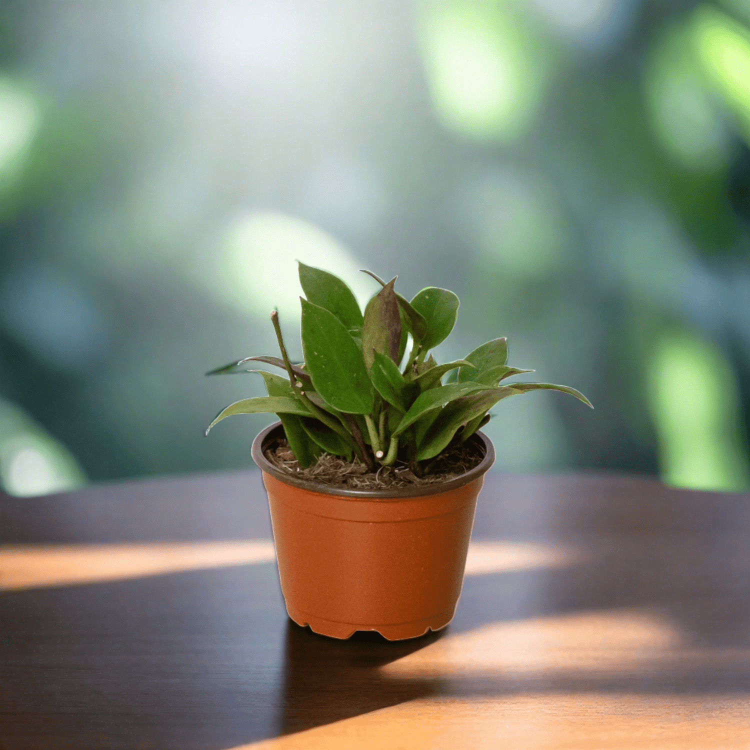 Hoya 'Sunrise' - Plantonio
