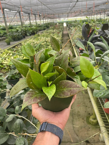 Hoya 'Sunrise' - Plantonio