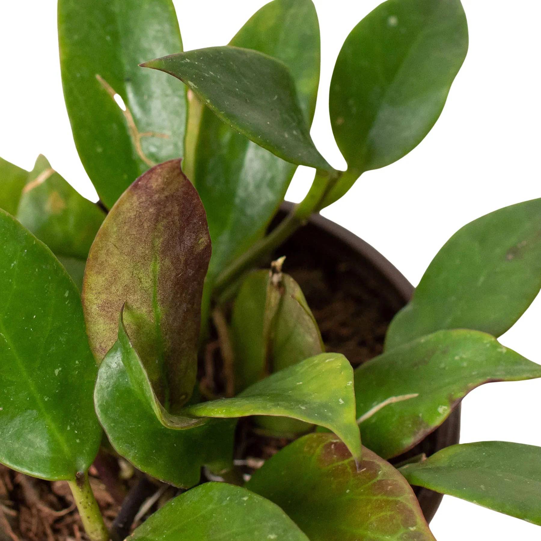 Hoya 'Sunrise' - Plantonio