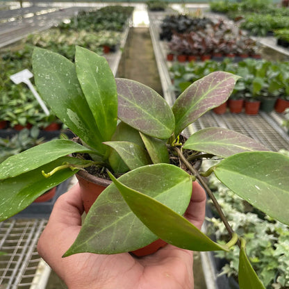 Hoya 'Sunrise' - Plantonio