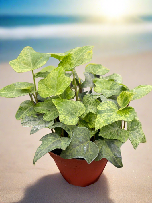 Ivy Gold Dust - Plantonio