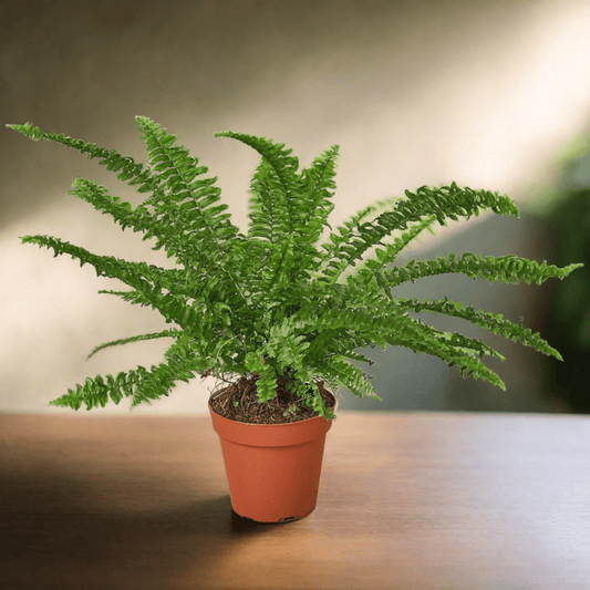 Jester's Crown Fern - Plantonio