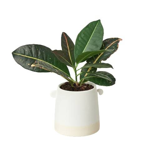 Knob Cylinder Pot - 5 Inch - Plantonio