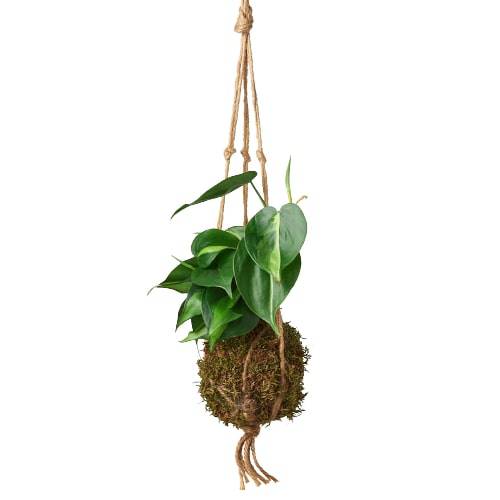 Kokedama Moss Ball Hanging Plant - Plantonio