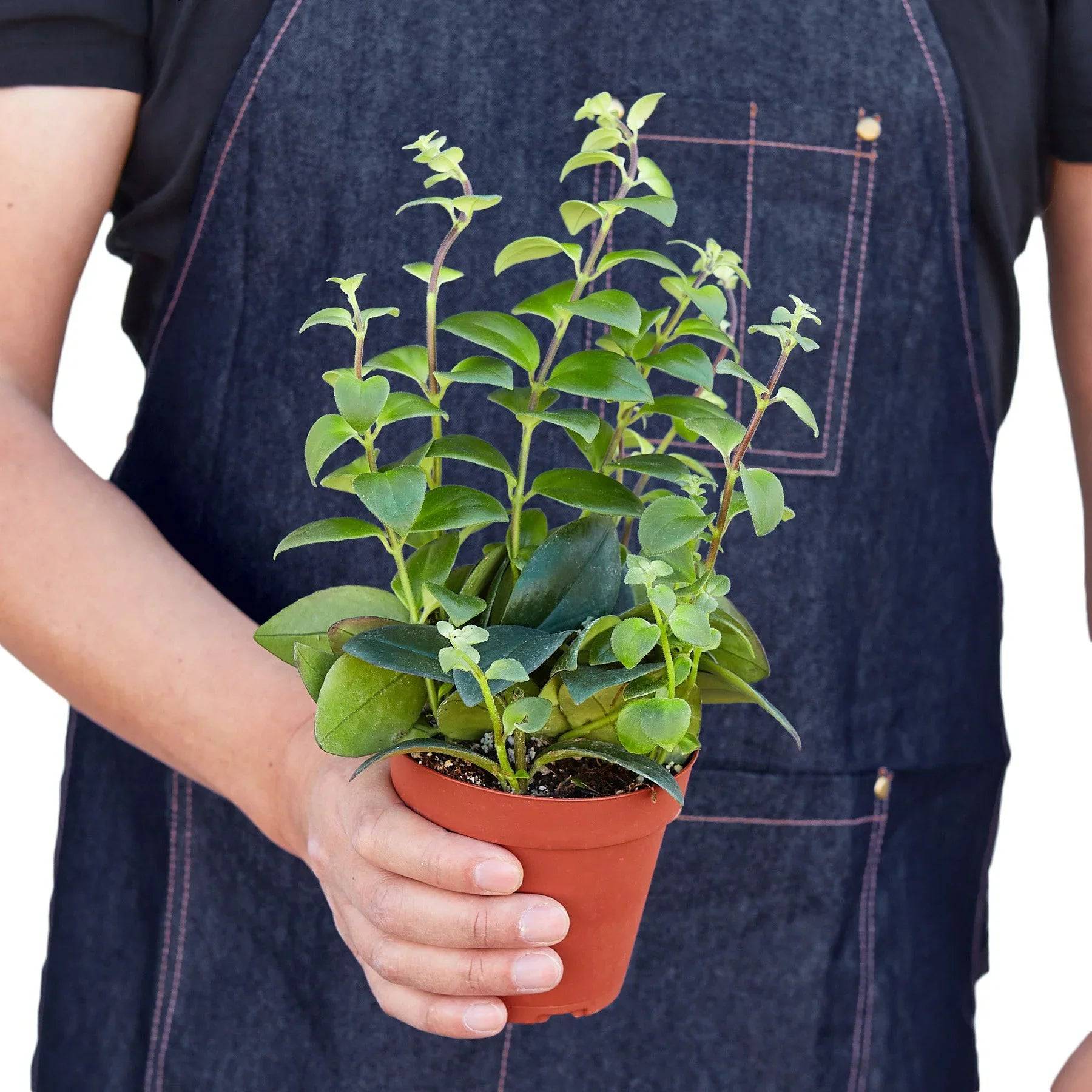 Lipstick Plant - Plantonio