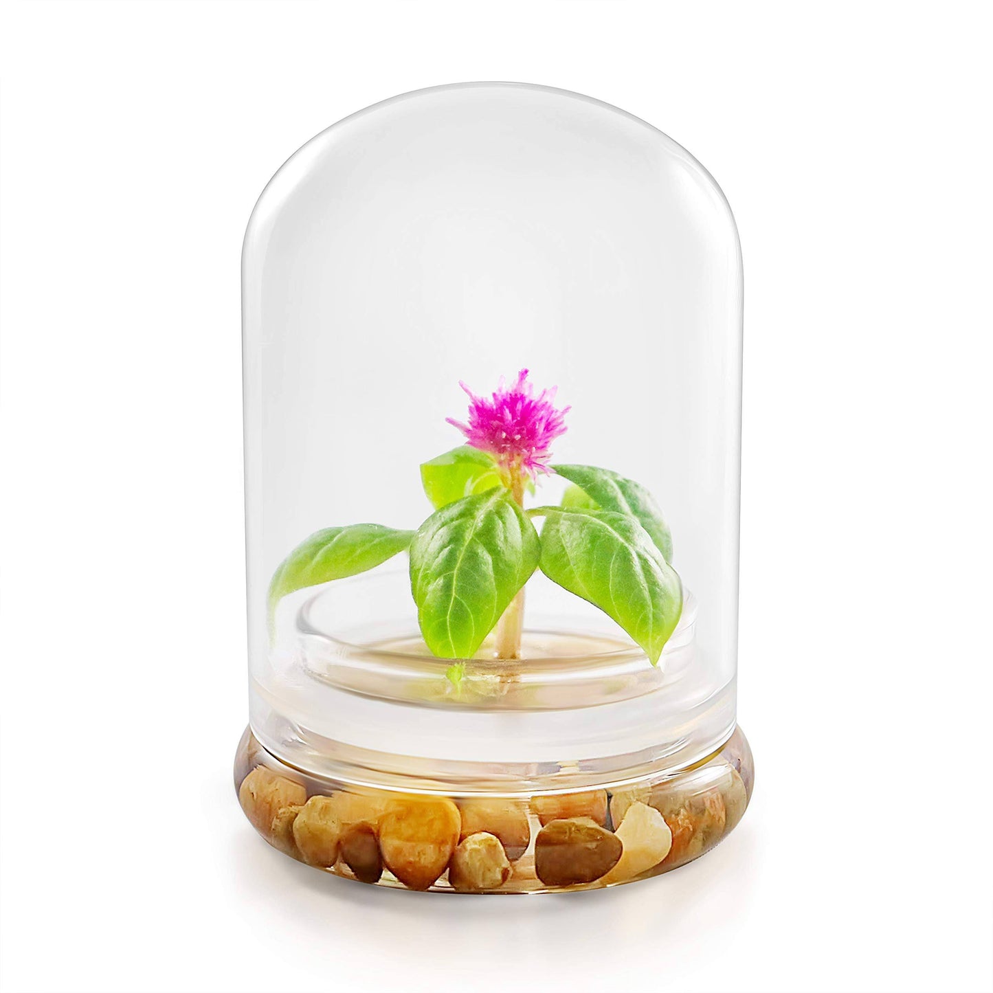 Live Flower Terrarium, Zero Care, Great for Work, Home, Unique Gift! Long Lasting - Plantonio