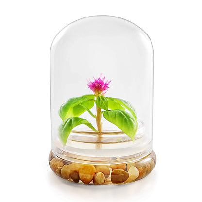 Live Flower Terrarium, Zero Care, Great for Work, Home, Unique Gift! Long Lasting - Plantonio