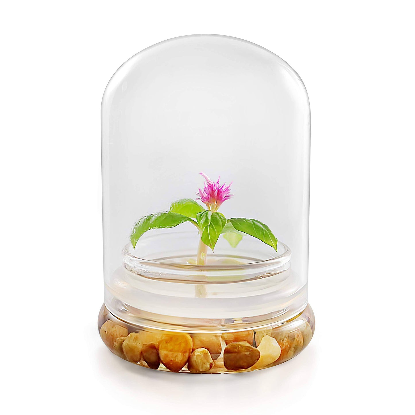 Live Flower Terrarium, Zero Care, Great for Work, Home, Unique Gift! Long Lasting - Plantonio