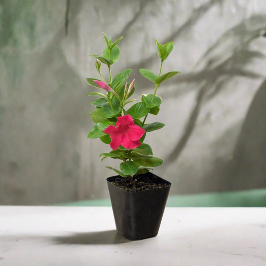Mandevilla-Dipladenia Premier Hot Pink - Plantonio