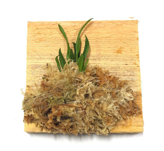 Miniature Orchid, Bulbophyllum Pectenveneris (Golden Comb Orchid), Easy Grower, Wood Mount - Plantonio