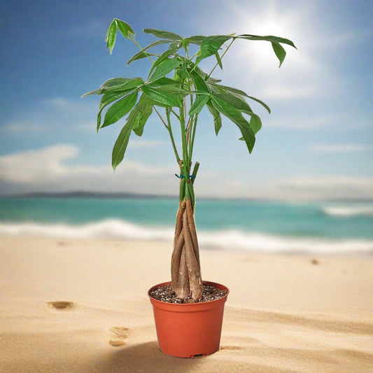 Money Tree 'Guiana Chestnut' Pachira Braid - Plantonio