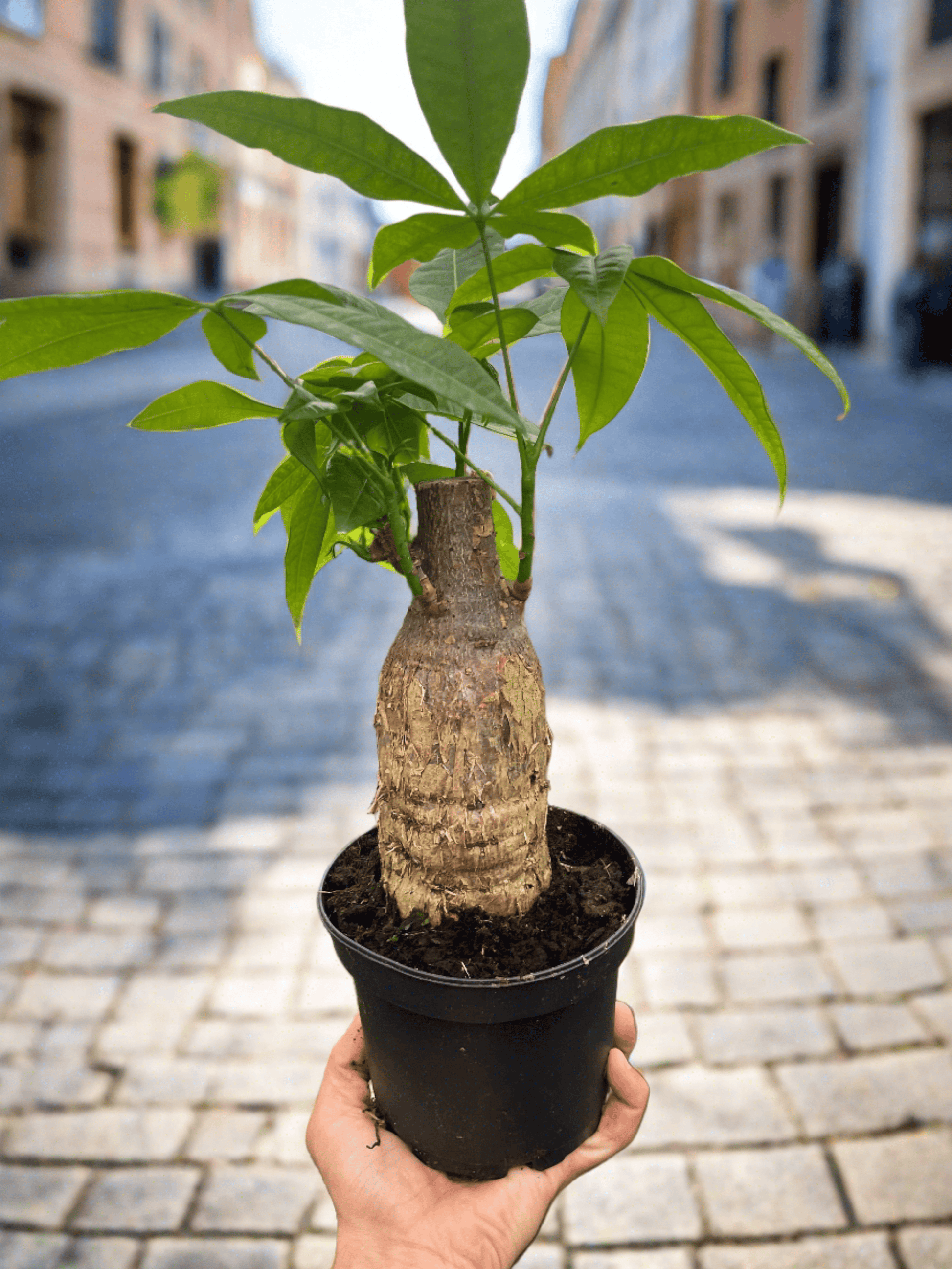 Money Tree 'Guiana Chestnut' Pachira Stump - Plantonio
