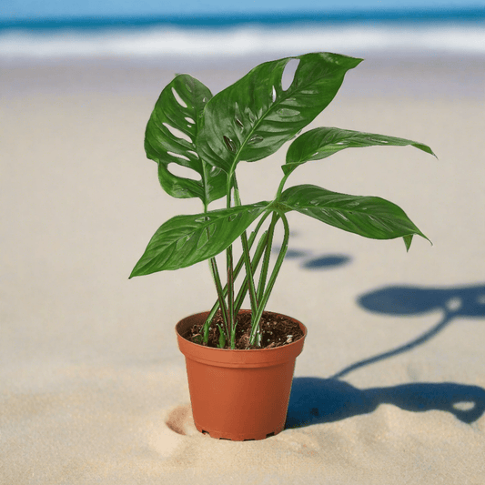 Monstera Adansonii 'Swiss Cheese' - Plantonio