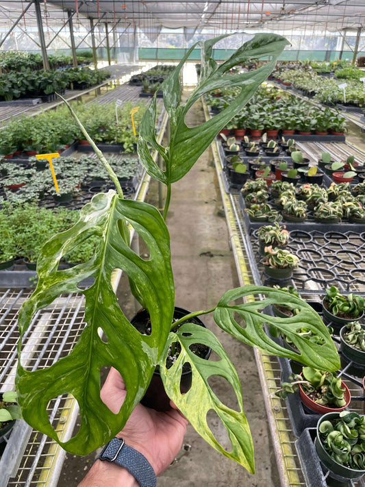 Monstera Adansonii 'Swiss Cheese Variegated' - Plantonio