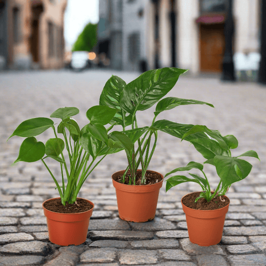 Monstera Bundle - Plantonio