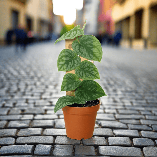 Monstera 'Dubia' (Shingle Plant) - Plantonio