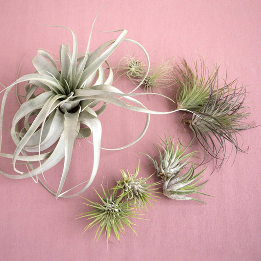 Mothers Day Air Plant Bundle - Plantonio