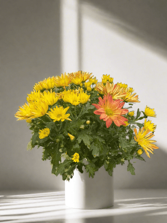 Mums (Chrysanthemum) - Plantonio