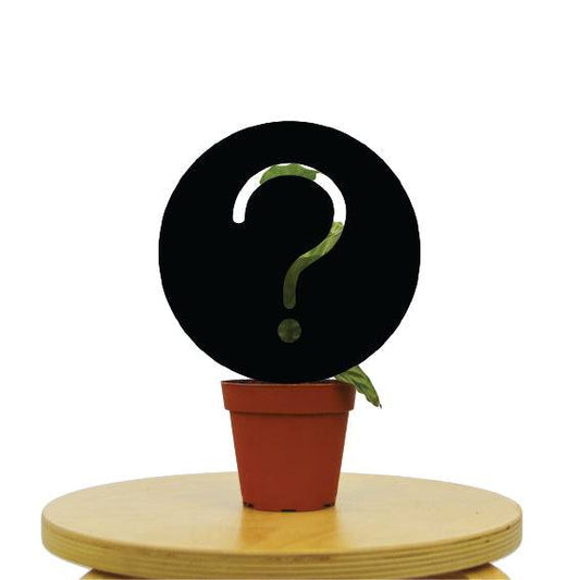 Mystery House Plant B-Grade - Plantonio
