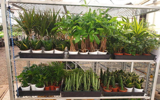 Mystery Plant 3 Month Subscription Box - Plantonio