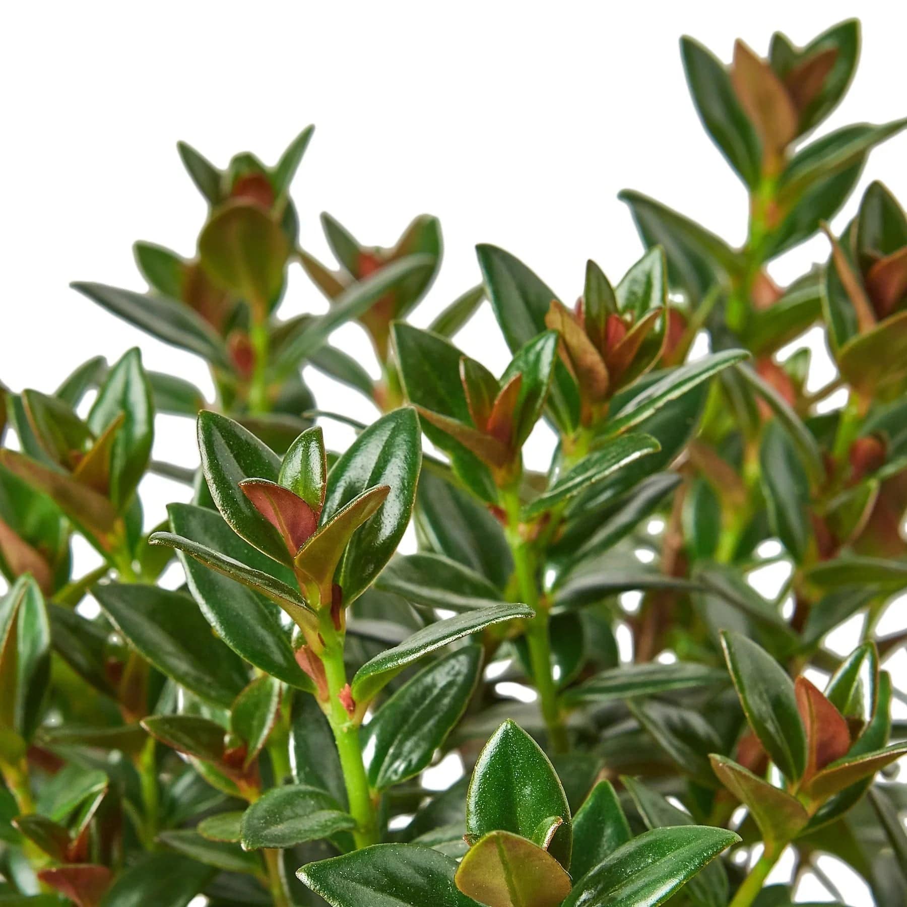 Nematanthus Black Goldfish Plant - Plantonio