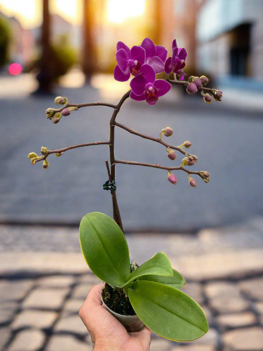 Orchid 'Purple Fucshia Phalaenopsis' - Plantonio