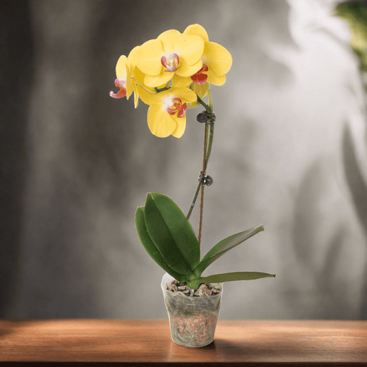 Orchid 'Yellow Phalaenopsis' - Plantonio