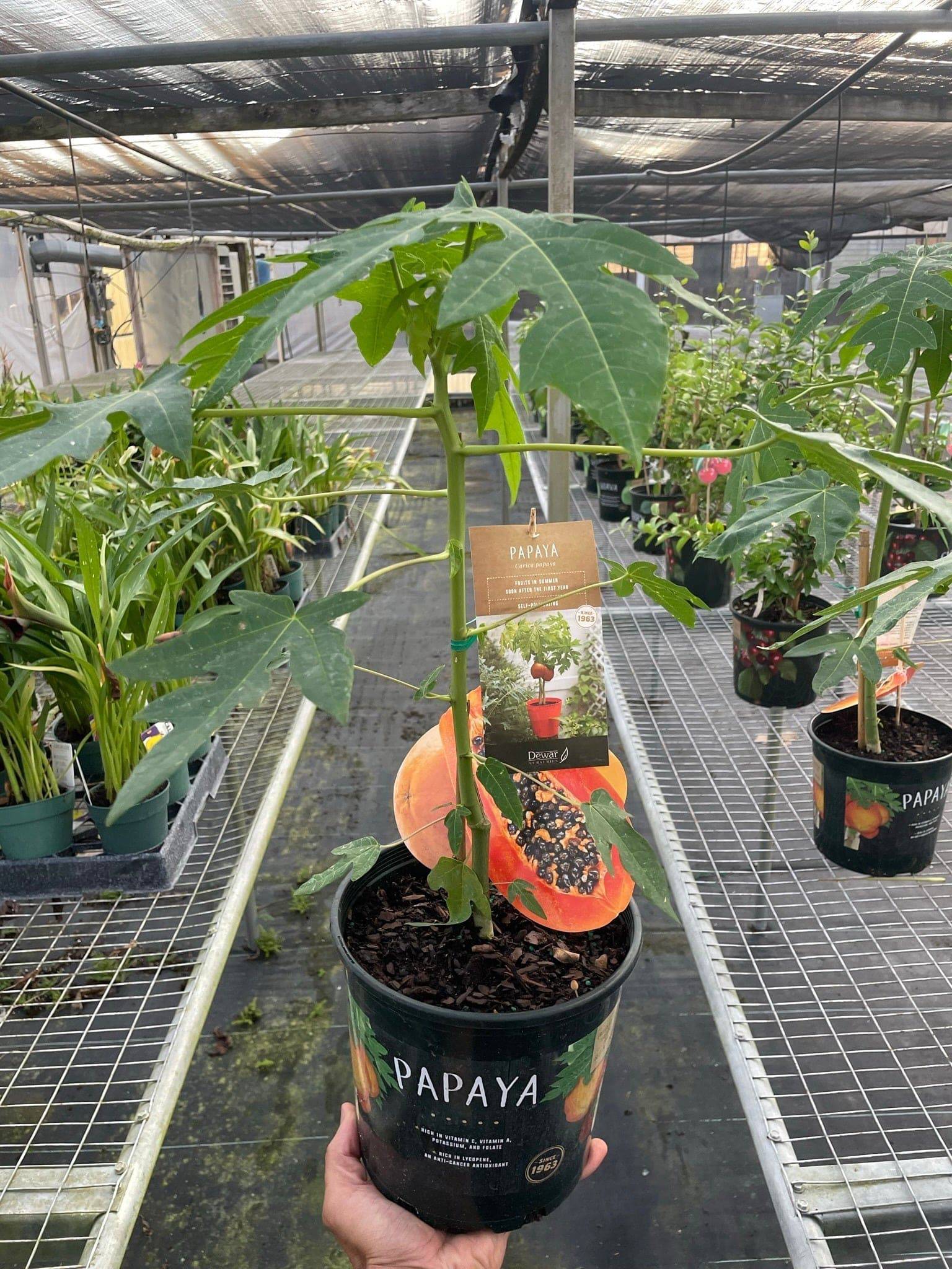 Papaya Tree - Plantonio