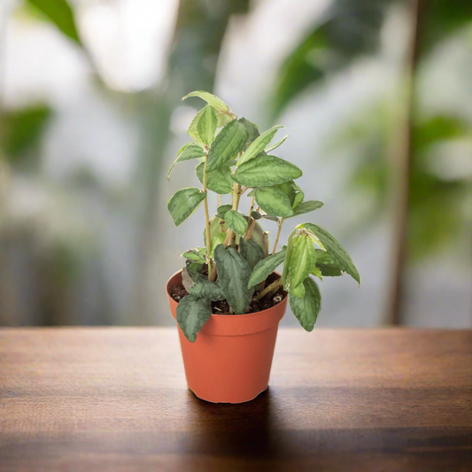 Pellionia Daveanna - 4" Pot - Plantonio