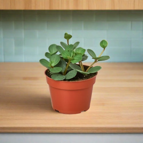 Peperomia 'Hope' - Plantonio