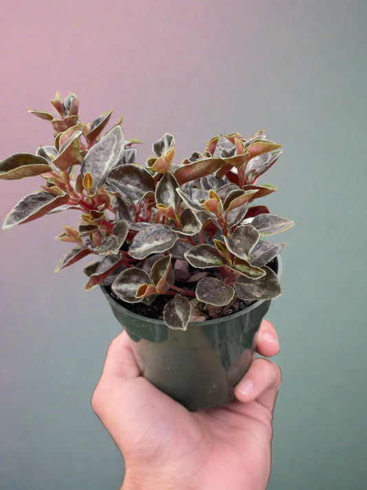 Peperomia 'Metallica' - Plantonio