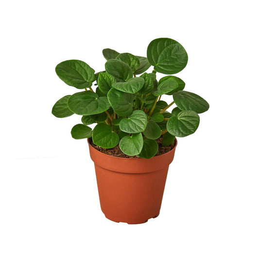 Peperomia 'Rana Verde' - Plantonio
