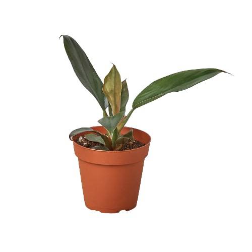 Philodendron 'Black Cardinal' - 4" Pot - Plantonio