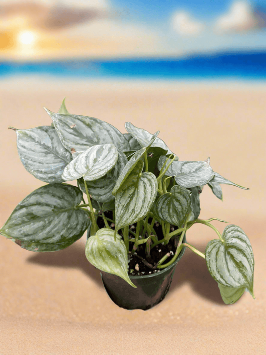 Philodendron 'Brandi' - Plantonio