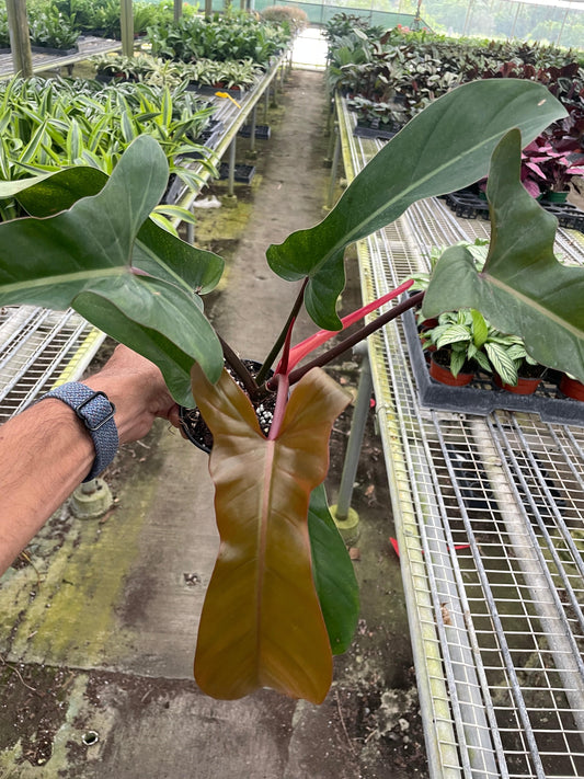 Philodendron 'Florida Bronze' - Plantonio